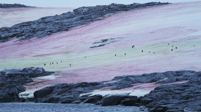Penguin Colony and Red Algae Snow, Penguins and Red Coloured Watermelon Snow on Land in Snowy Winter Landscape Scenery in Antarctica in the Antarctic Peninsula