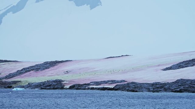 Penguin Colony and Red Algae Snow, Penguins and Red Coloured Watermelon Snow on Land in Snowy Winter Landscape Scenery in Antarctica in the Antarctic Peninsula
