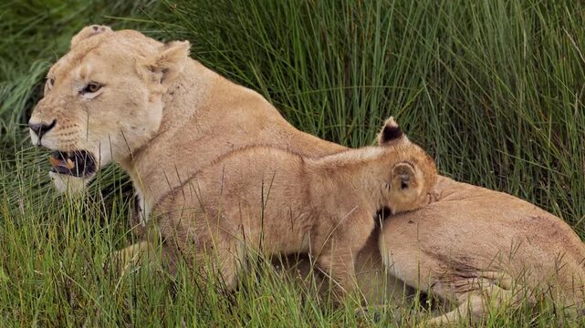 Slow Motion Lions Serengeti in Tanzania, Africa, African Wildlife on Africa Safari, Pride of Lions with Young Baby Lion Cub with Lioness Mother in Reeds in a Marsh in Marshes Scenery