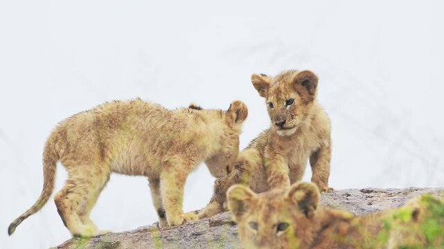 Lion Cubs in Serengeti in Africa in Tanzania on African Animals Wildlife Safari in Serengeti National Park, White Background and Young Cute Tiny Baby Lions on Rocks, Sitting on a Rock