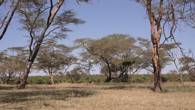 Acacia Trees Forest Landscape Scenery in Kenya, Africa. Beautiful Nature on safari in Solio Game Reserve, an African Safari Park.