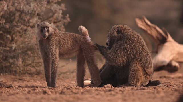 Cinematic Slow Motion Troop of Baboons Grooming, Safari Animals in Kenya Africa in Dusty Dry Season Arid Scenery, African Wildlife and Nature.