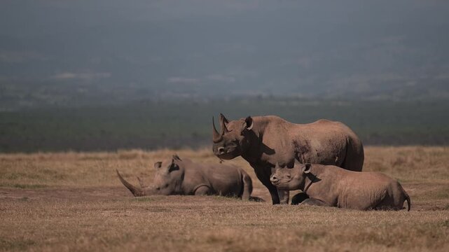 Black Rhino in Wildlife Conservation Area, Endangered Animals on African Safari in Kenya in Africa, Group of Three Animals.