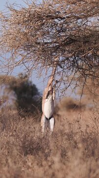 Gerenuk Antelope in Amboseli National Park, Unusual African Animals on Wildlife Safari in Africa, Vertical Video for Social Media, Tiktok and Instagram Reels.