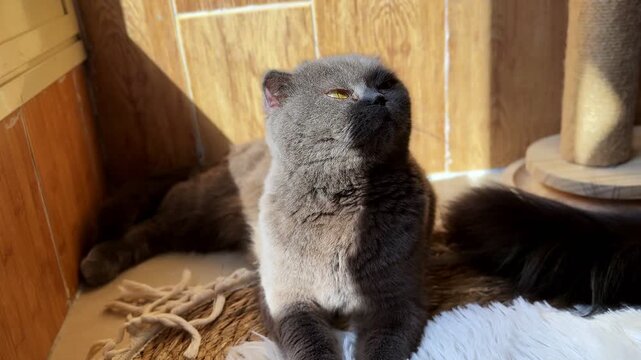 A grey Scottish Fold cat rests on a textured rug in a sunlit home setting. The feline, with its distinct folded ears and golden eyes, sits quietly against a wooden paneled wall during daytime.