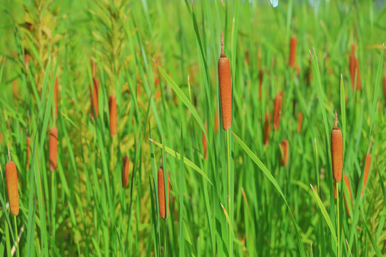 Group of cattail bulrush plants in green natural background