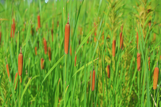 Group of cattail bulrush plants in green natural background