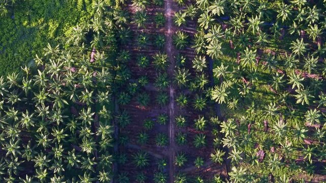 Aerial view shows neat rows of oil palm trees. Lush green canopies cover the plantation ground