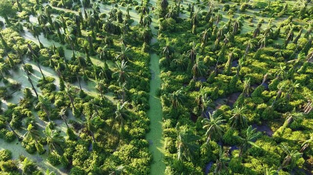 Aerial view shows a vast tropical plantation. Rows of palm trees stretch toward the horizon