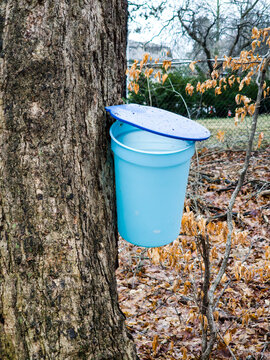 Overflowing blue maple sap pail on sugar maple tree