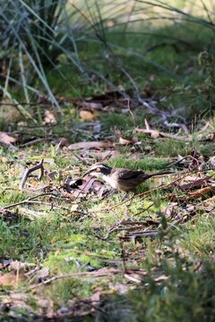 Wild White-browed Babbler (Pomatostomus superciliosus) searching for insects, South Australia