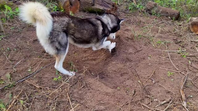 Playful Siberian Husky dog intensely digging a hole in the dirt ground outdoors near tree logs in Corfu island, Greece.