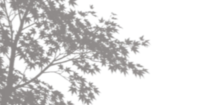 Tree branch shadow overlay on transparent background