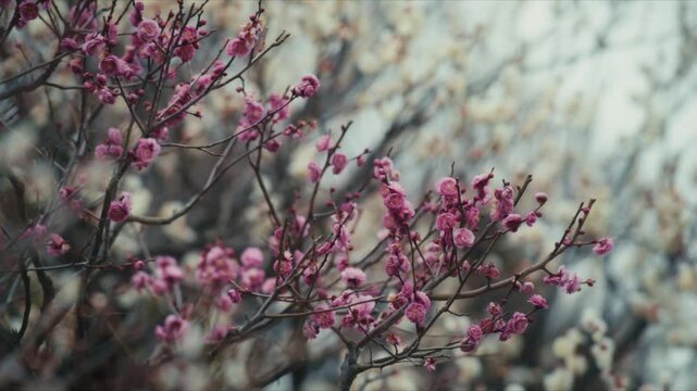 A close-up of vibrant pink plum blossoms blooming on delicate branches at Atami's famous plum garden in Shizuoka Prefecture, with a softly blurred background evoking early spring.