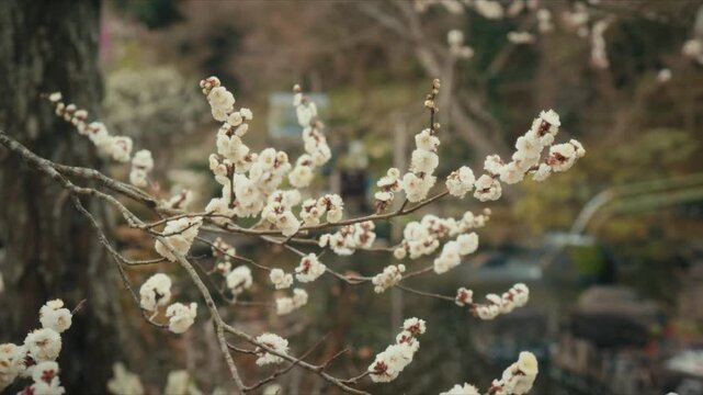 Close-up of delicate white plum blossoms in full bloom on bare branches near the pond at Hase-dera temple in Kamakura, Japan, with a soft, blurred garden backdrop.
