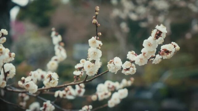 Close-up of a single blossoming plum branch stretching horizontally across frame, its clusters of white flowers with reddish centers caught in soft natural light at Hase-dera temple in Kamakura.