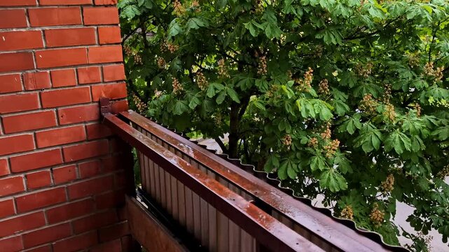 Summer rain falling on a blooming horse chestnut tree and a wet balcony roof of a brick house