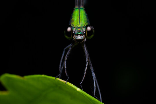 Close-up portrait of a beautiful green damselfly (Odonata) looking at camera.