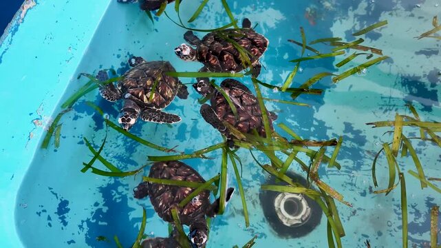 Close-up look at endangered hatchlings feeding naturally, highlighting wildlife preservation and marine biology efforts.