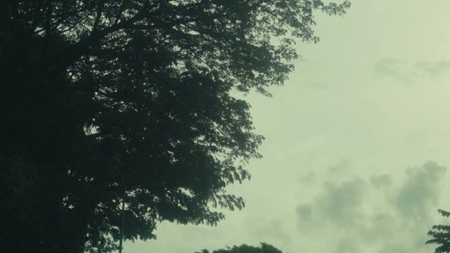 Camera tilts down from treetop covered in vines to reveal cloudy sky background
