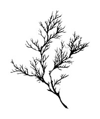 Obraz premium PNG Minimalist black ink branch