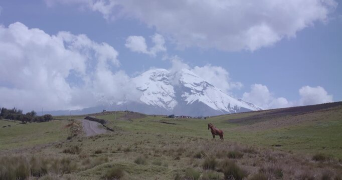 Landscape horse chimborazo, Ecuador, andes, andean mountains snow peak