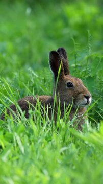 北海道に生息するエゾユキウサギ（夏毛）。野生のうさぎ