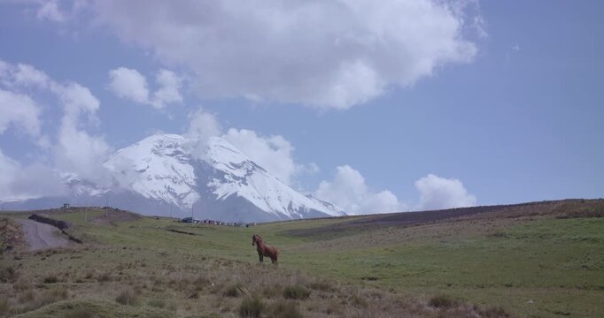 Landscape horse chimborazo, Ecuador, andes, andean mountains snow peak