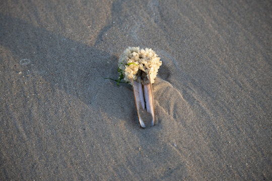 Razor clam shell covered with marine organisms on wet beach sand