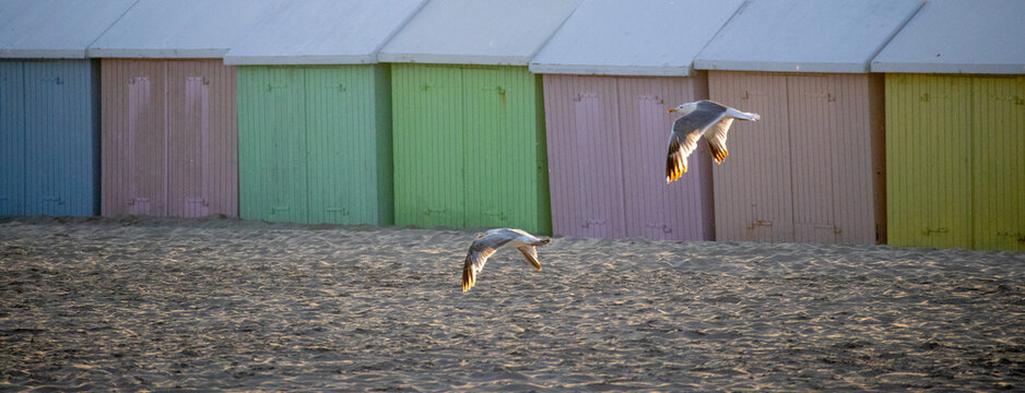 Seagulls flying past colorful beach huts in Berck-sur-mer France