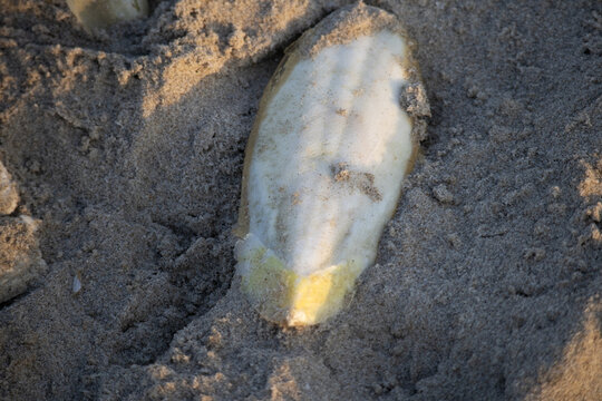 Cuttlebone washed ashore on sandy beach in warm evening light
