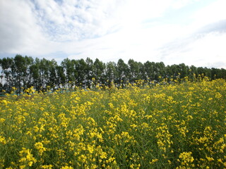 Obraz premium Vibrant yellow rapeseed flowers field under blue sky