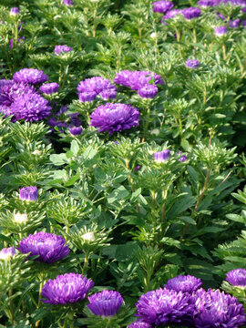 A field filled with vibrant purple aster flowers in full bloom