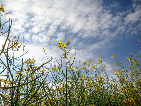 Vibrant yellow flowers under a clear blue sky with some clouds