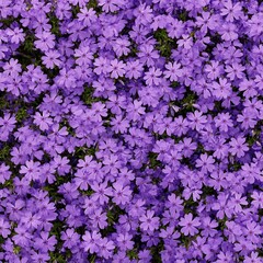 Fototapeta premium Purple flowers background with green leaves