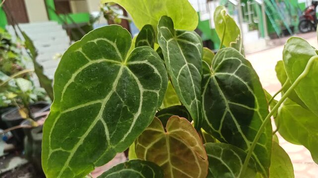 Beautiful ornamental elephant ear plant with large, heart-shaped green leaves growing in a tropical garden, showcasing its striking foliage and natural decorative appeal.