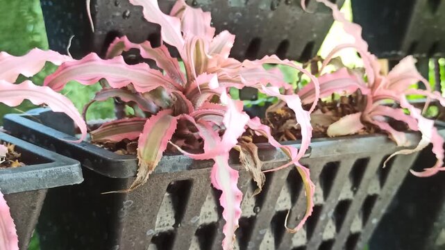 A beautiful Starlite Bromeliad displaying vibrant foliage and a distinctive rosette form, growing as an ornamental tropical plant in a garden environment