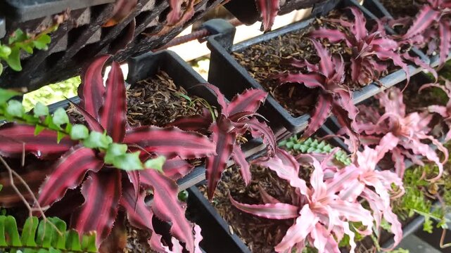 A beautiful Starlite Bromeliad displaying vibrant foliage and a distinctive rosette form, growing as an ornamental tropical plant in a garden environment