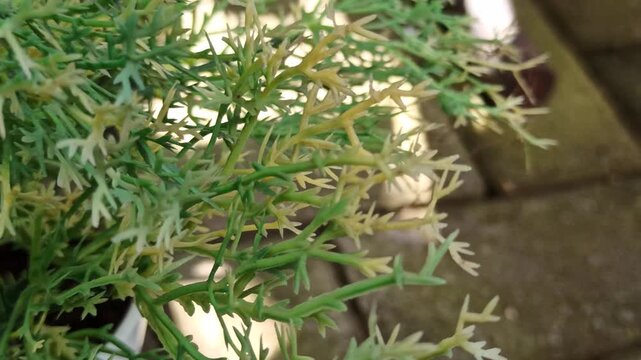 A healthy Cemara Rentes tree (Casuarina equisetifolia) with slender, needle-like foliage growing naturally in a tropical outdoor environment, showcasing its distinctive form and lush green appearance.