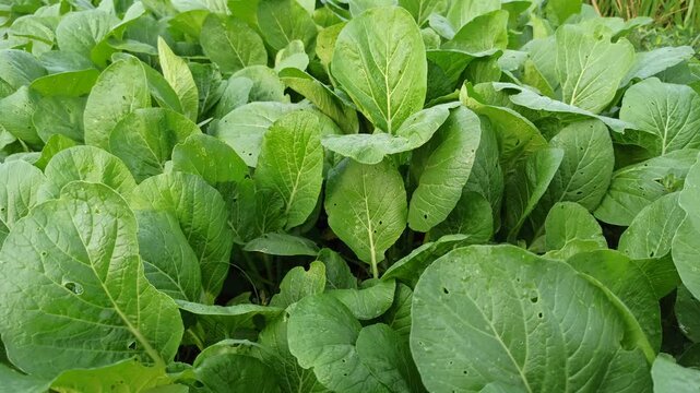Fresh green choy sum growing in an agricultural field, showcasing healthy leafy vegetables cultivated by farmers in a lush rural environment.