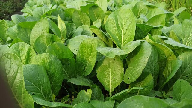 Fresh green choy sum growing in an agricultural field, showcasing healthy leafy vegetables cultivated by farmers in a lush rural environment.