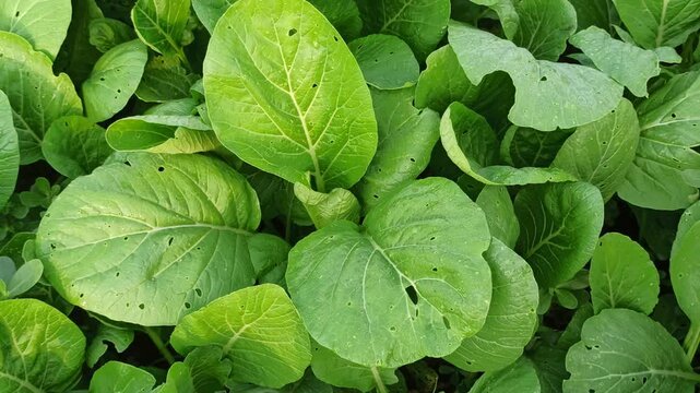 Fresh green choy sum growing in an agricultural field, showcasing healthy leafy vegetables cultivated by farmers in a lush rural environment.