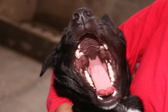 Perro bostezando