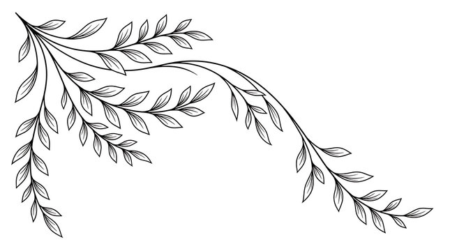 Elegant hand drawn botanical corner flourish with delicate leaves and vines.