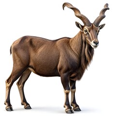 Fototapeta premium Markhor Capra falconeri Wild Mountain Goat Isolated on White Background Horned Animal Full Body Standing Studio Shot