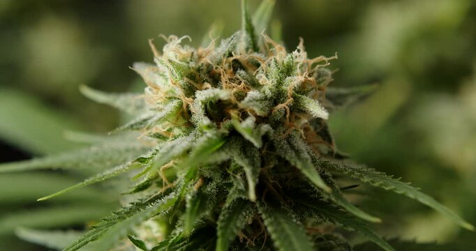 marihuana cbd thc bud flowering harvest trichomes cannabis flower