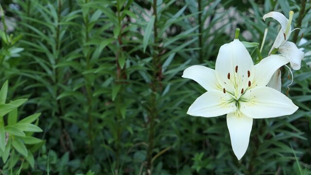 White Lily Flower Blooming Among Green Foliage Outdoors