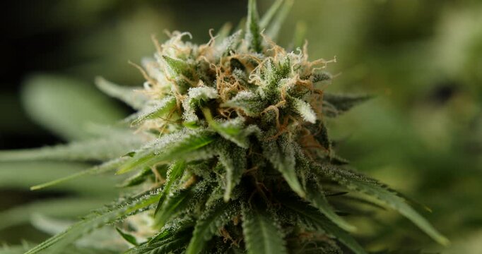 marihuana cbd thc bud flowering harvest trichomes cannabis flower