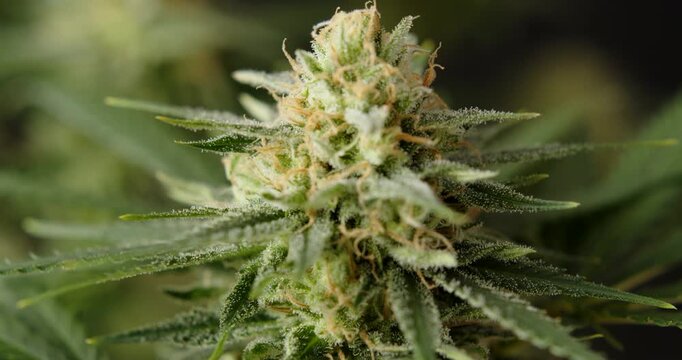 marihuana cbd thc bud flowering harvest trichomes cannabis flower