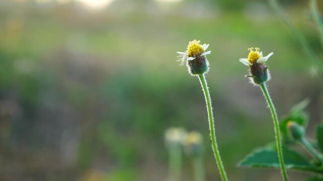 Close-up of tiny wild grass flowers (coatbuttons/Tridax procumbens) blooming in nature with a soft, warm bokeh green background.

